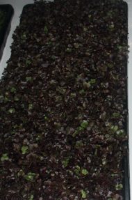 Organic Superfood Microgreen Mix - Image 3