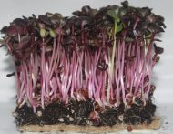 Organic Superfood Microgreen Mix - Image 2