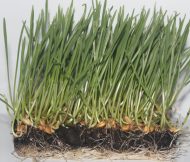 Organic Wheat grass Microgreen - Image 2